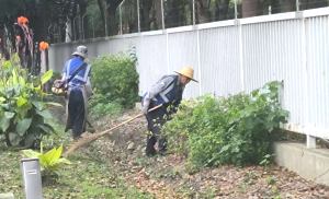 昆山綠化養(yǎng)護(hù)-防病蟲以及安全要點